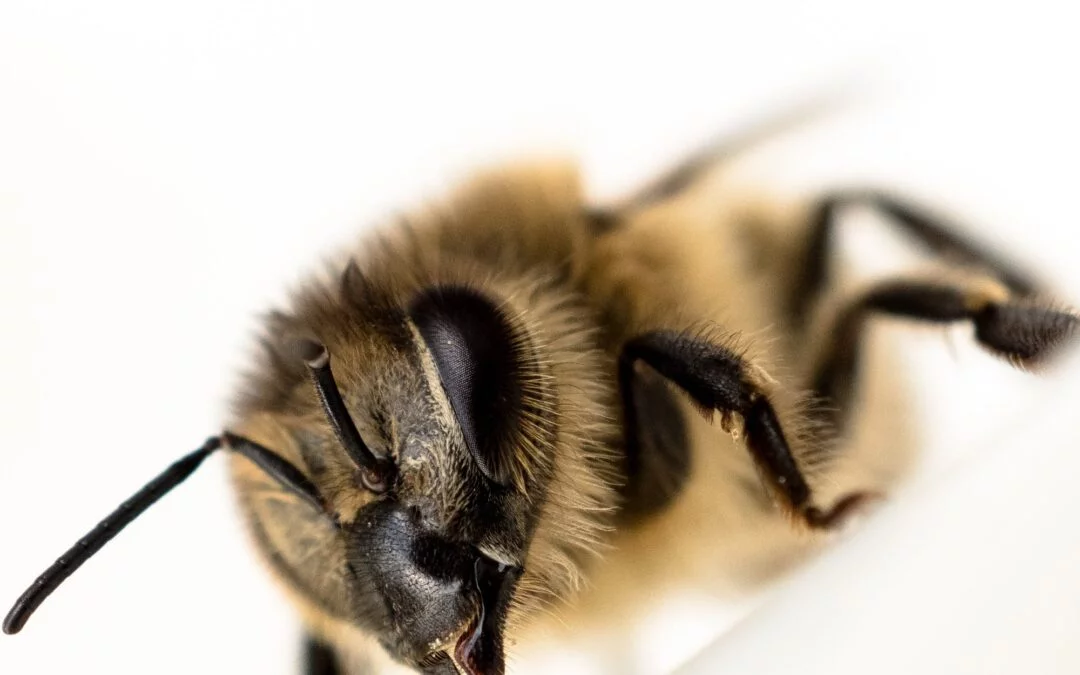 La vie des abeilles