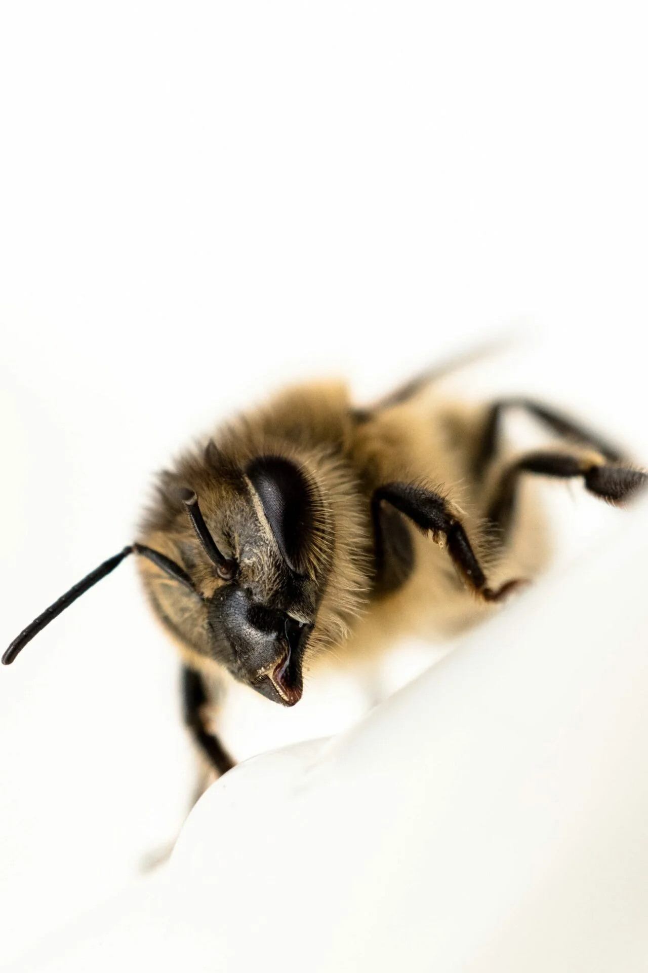 La vie des abeilles quest-ce-qui la rend si speciale