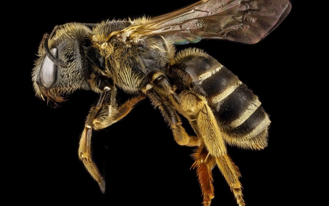 Le cycle de vie d’une abeille