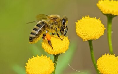 Le rôle crucial des abeilles : La pollinisation