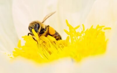 Quelle distance les abeilles peuvent-elles parcourir ?