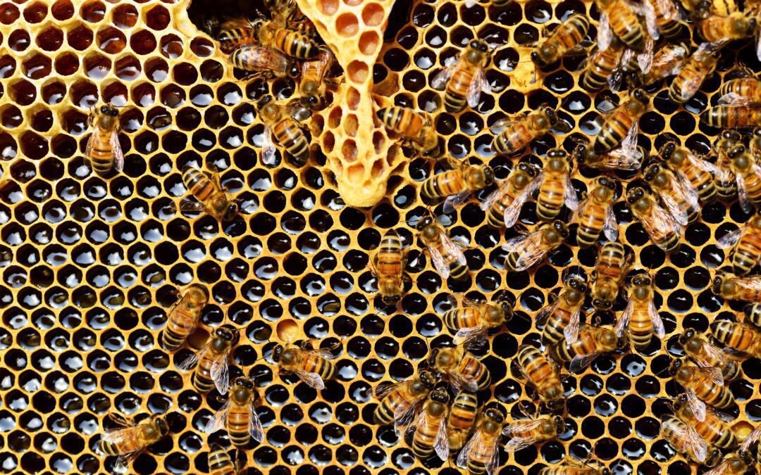 À l&rsquo;intérieur de la Ruche : Exploration des Merveilles de la Formation des Cellules Royales dans les Colonies d&rsquo;Abeilles
