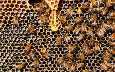 À l&rsquo;intérieur de la Ruche : Exploration des Merveilles de la Formation des Cellules Royales dans les Colonies d&rsquo;Abeilles