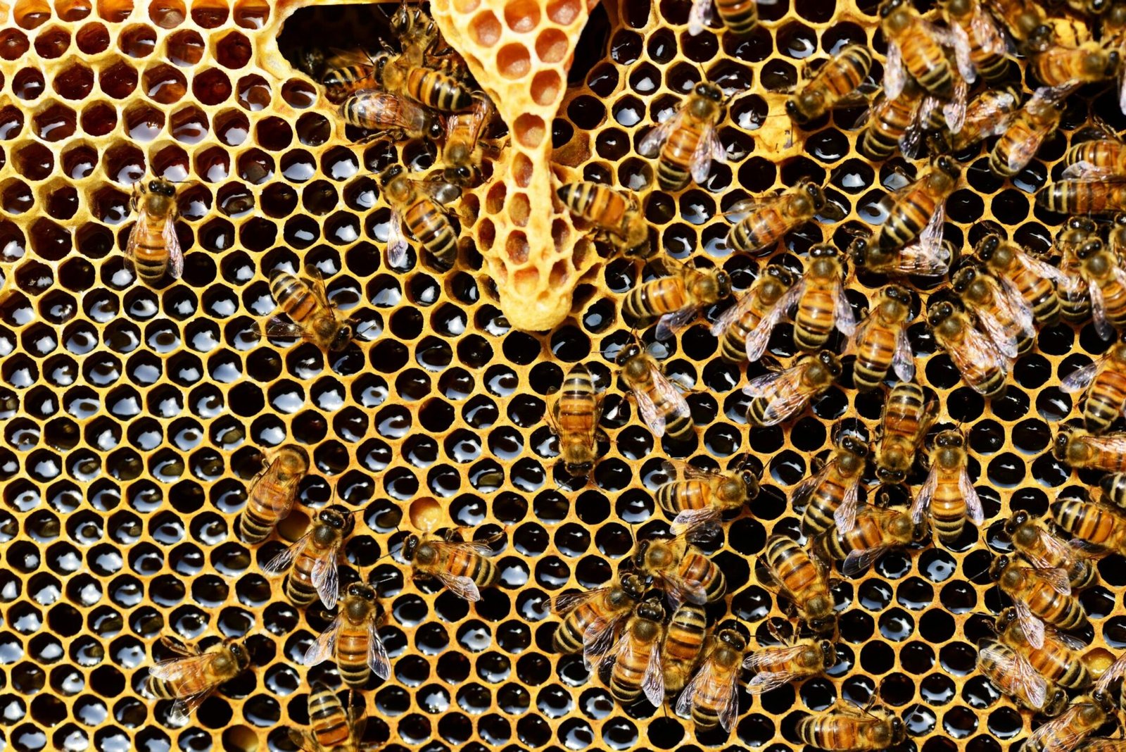 Cellules royales À l'intérieur de la Ruche : Exploration des Merveilles de la Formation des Cellules Royales dans les Colonies d'Abeilles