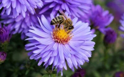 Comment les abeilles communiquent-elles au sein de la ruche ?
