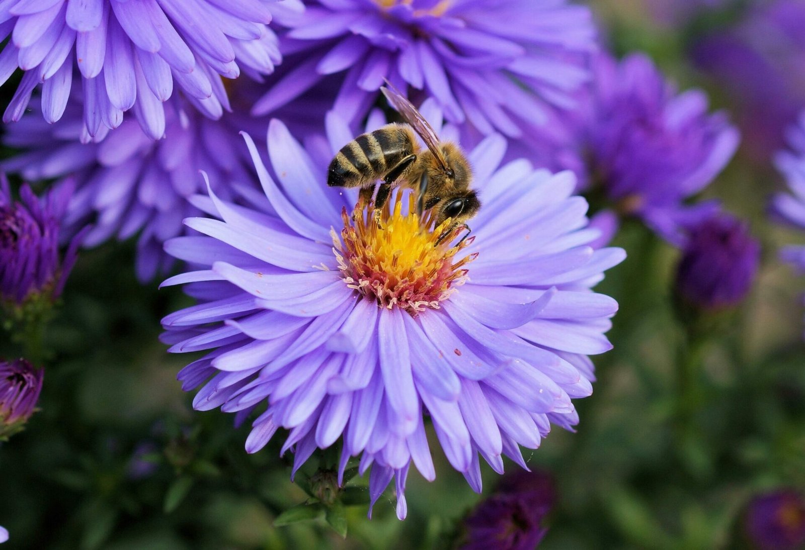 Abeille butineuse sur une fleure de couleur violet.