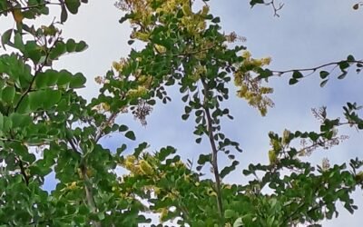 Miellé de Campêche sur le secteur des Abymes et du Moule