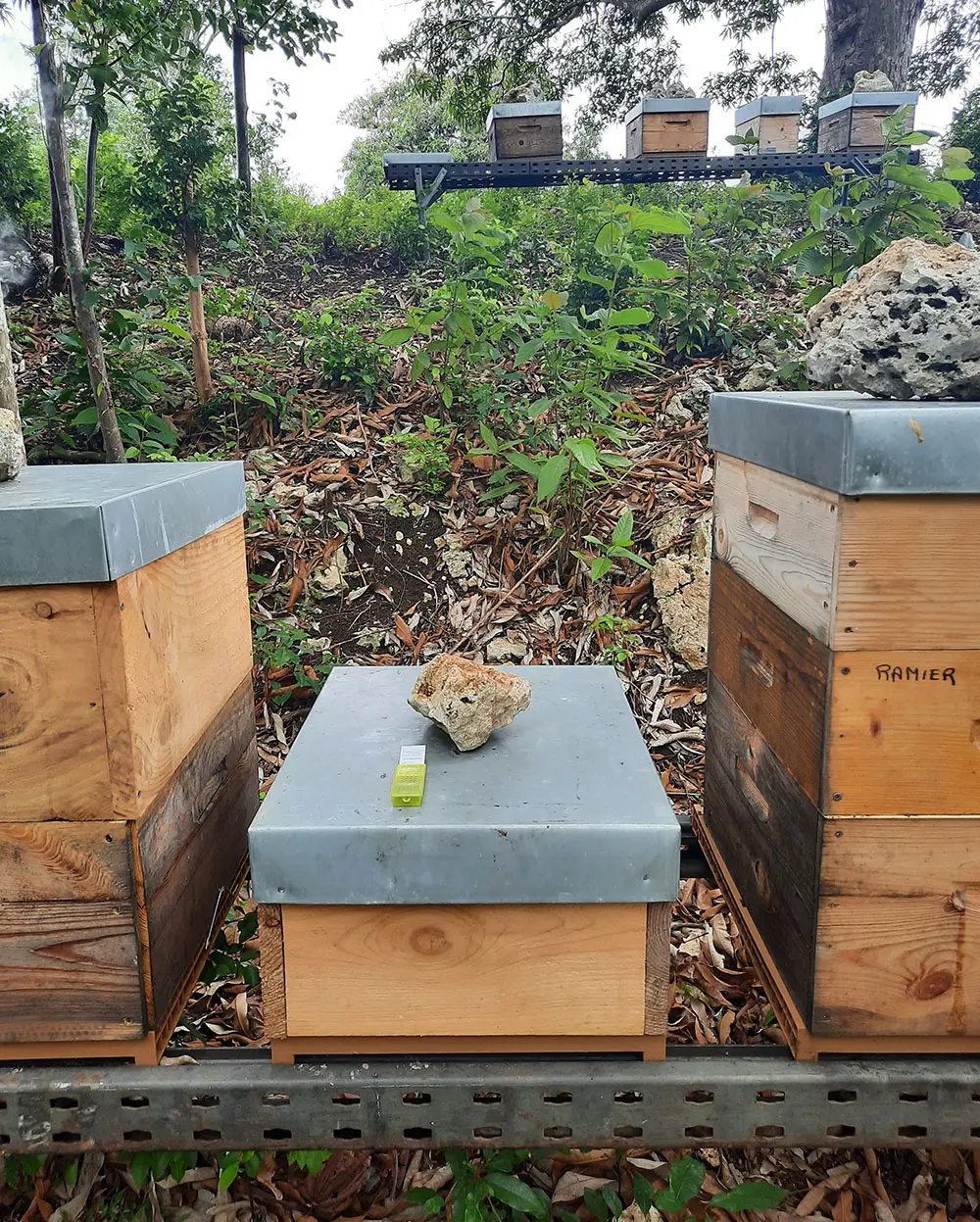 Rucher 7 abeille en Guadelope