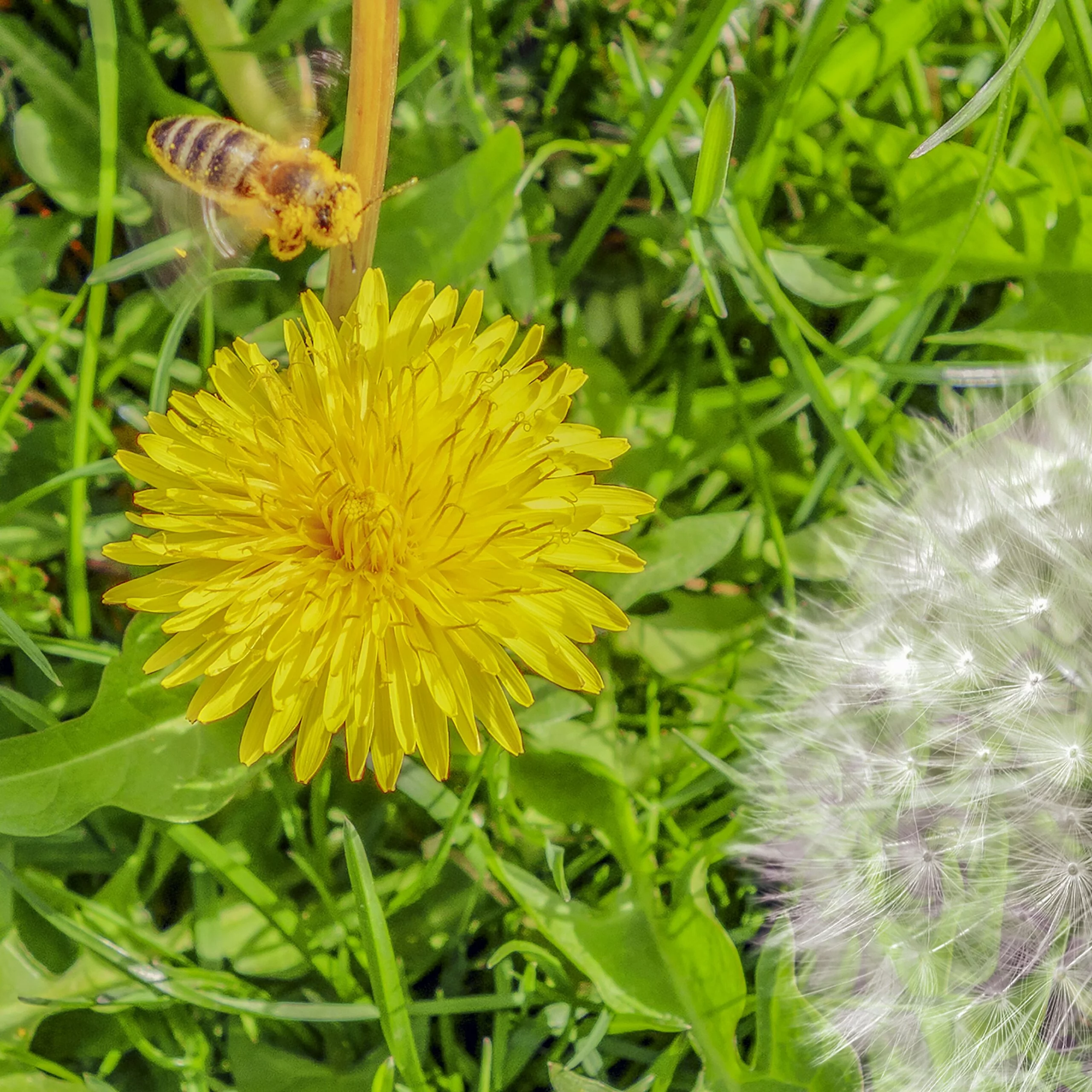 Mieux comprendre l&rsquo;enjeu de la pollinisation par les abeilles