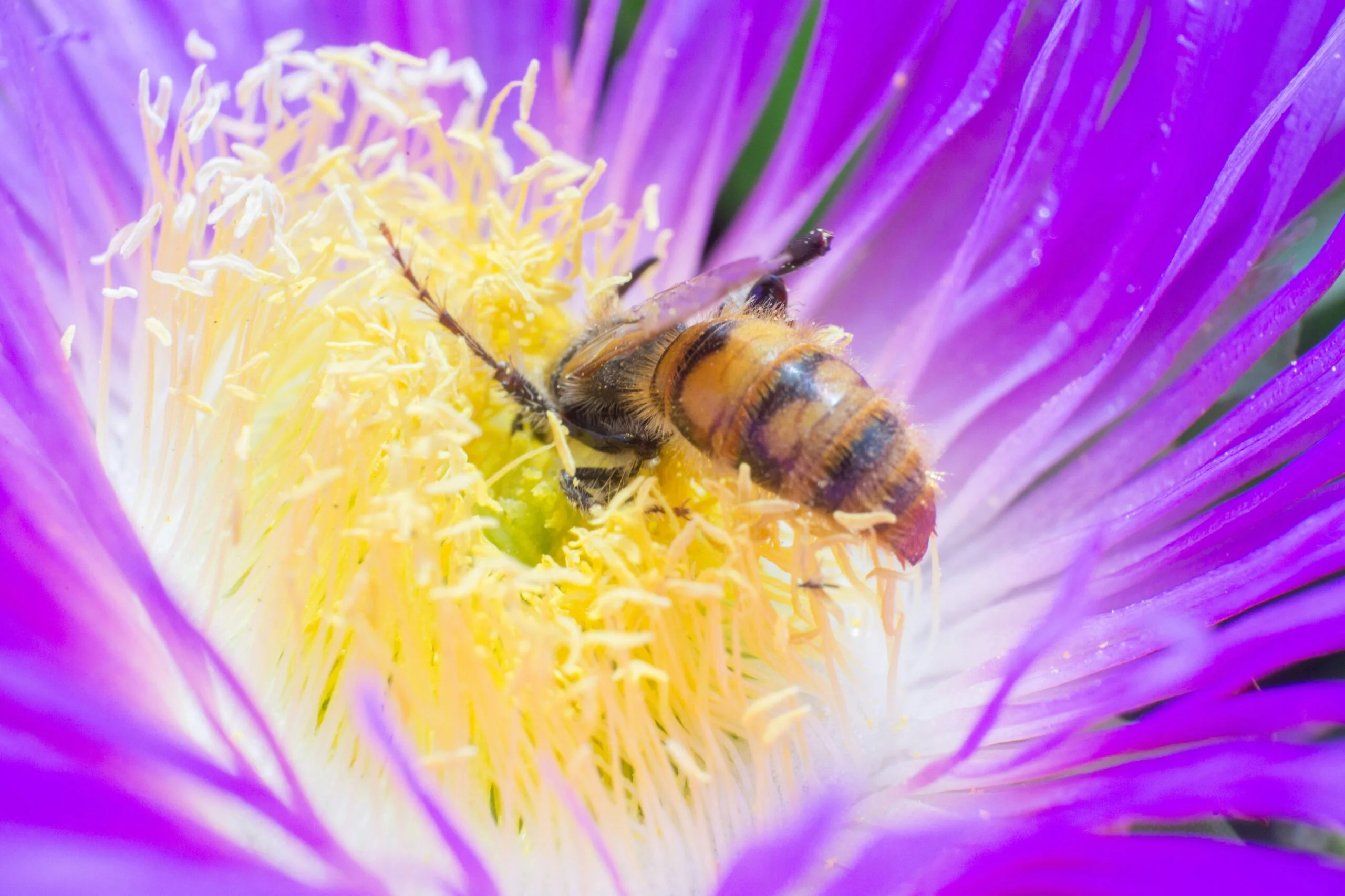 La symphonie de la nature : Décoder le phénomène de création de cellules royales chez les abeilles